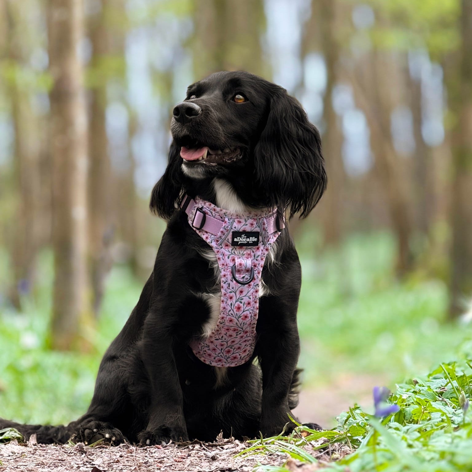 Black dog wearing a pink harness sitting on a forest path.