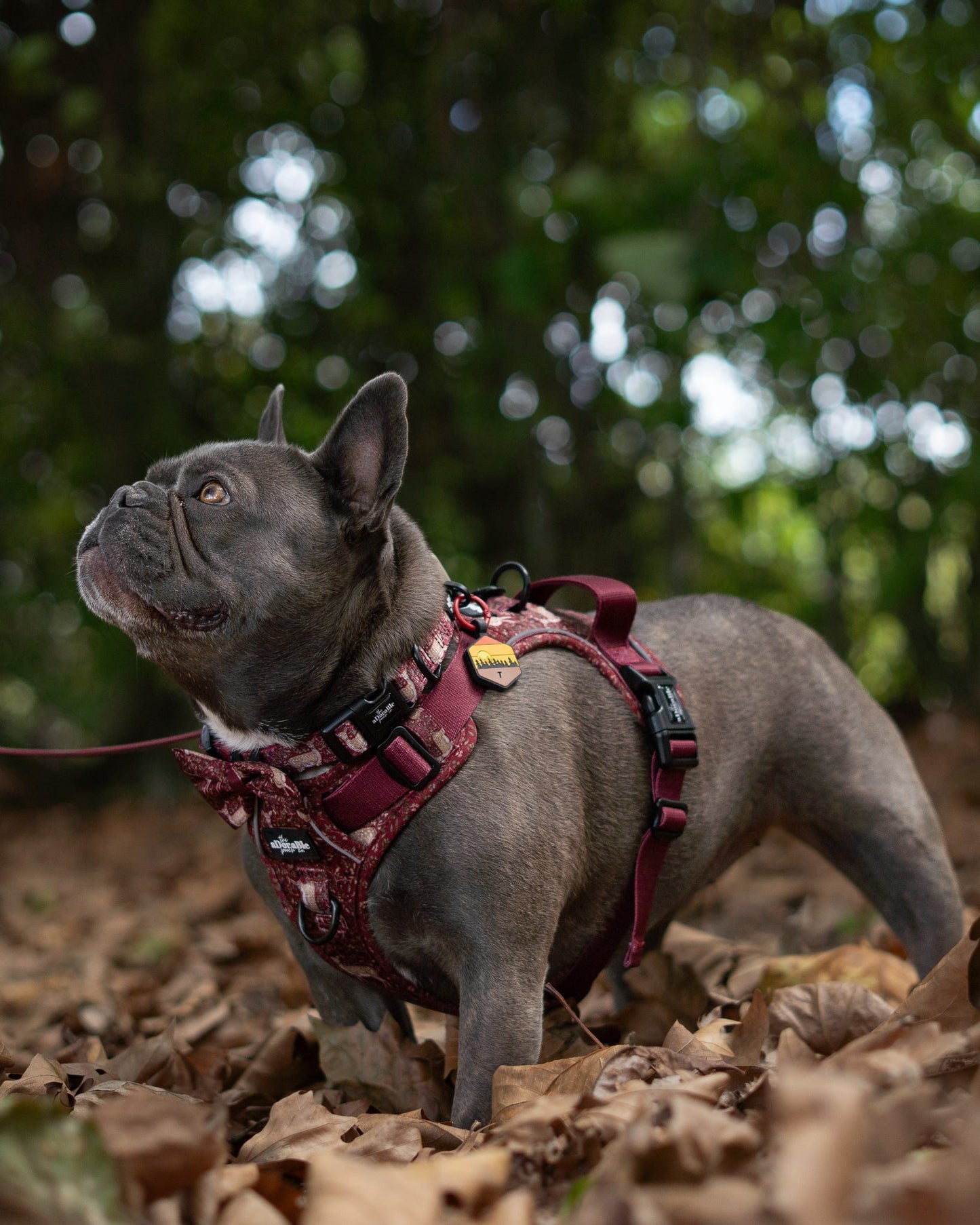 Collar - Winter Fawn