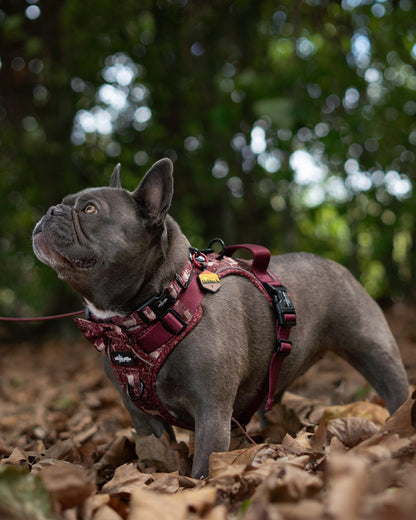 Collar - Winter Fawn