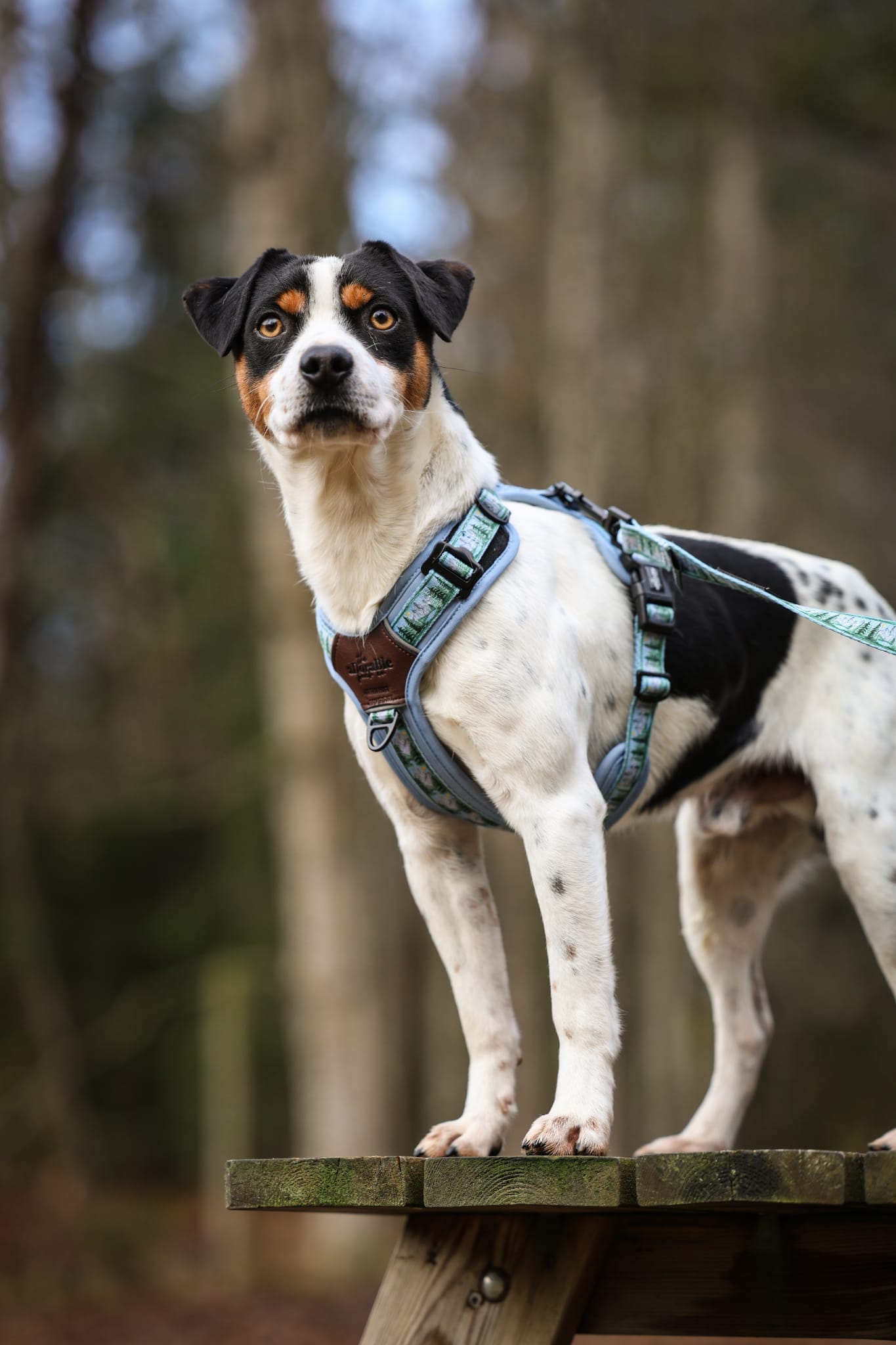 Streamline Pro™ Dog Harness - Daydream Heights