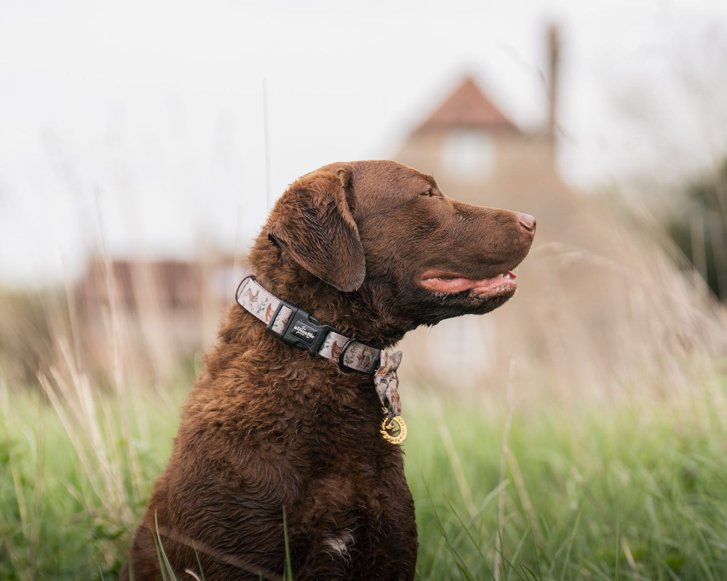 Dog Collar - Cotswold Cottage