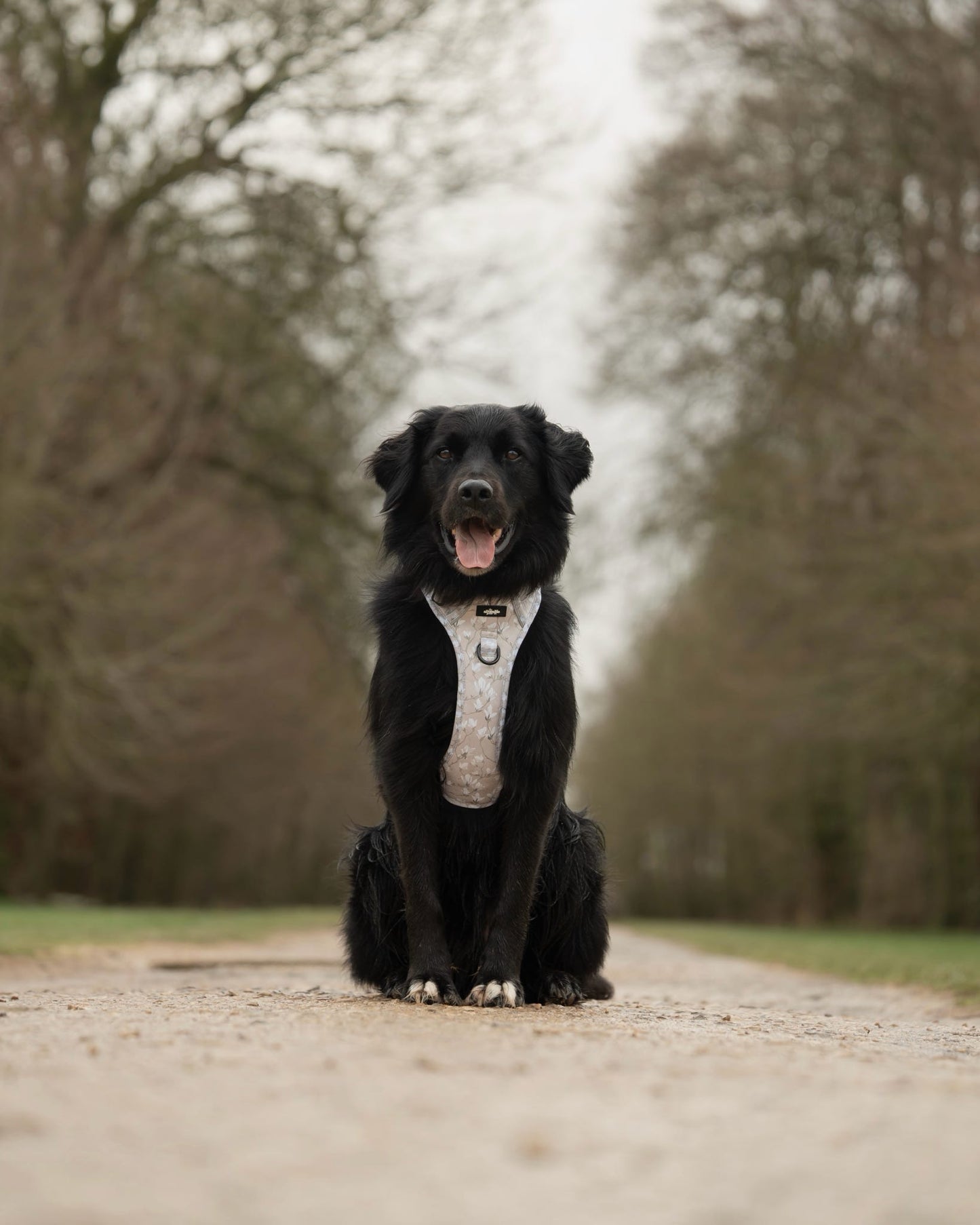 Laura Ashley Dog Harness - Magnolia Grove