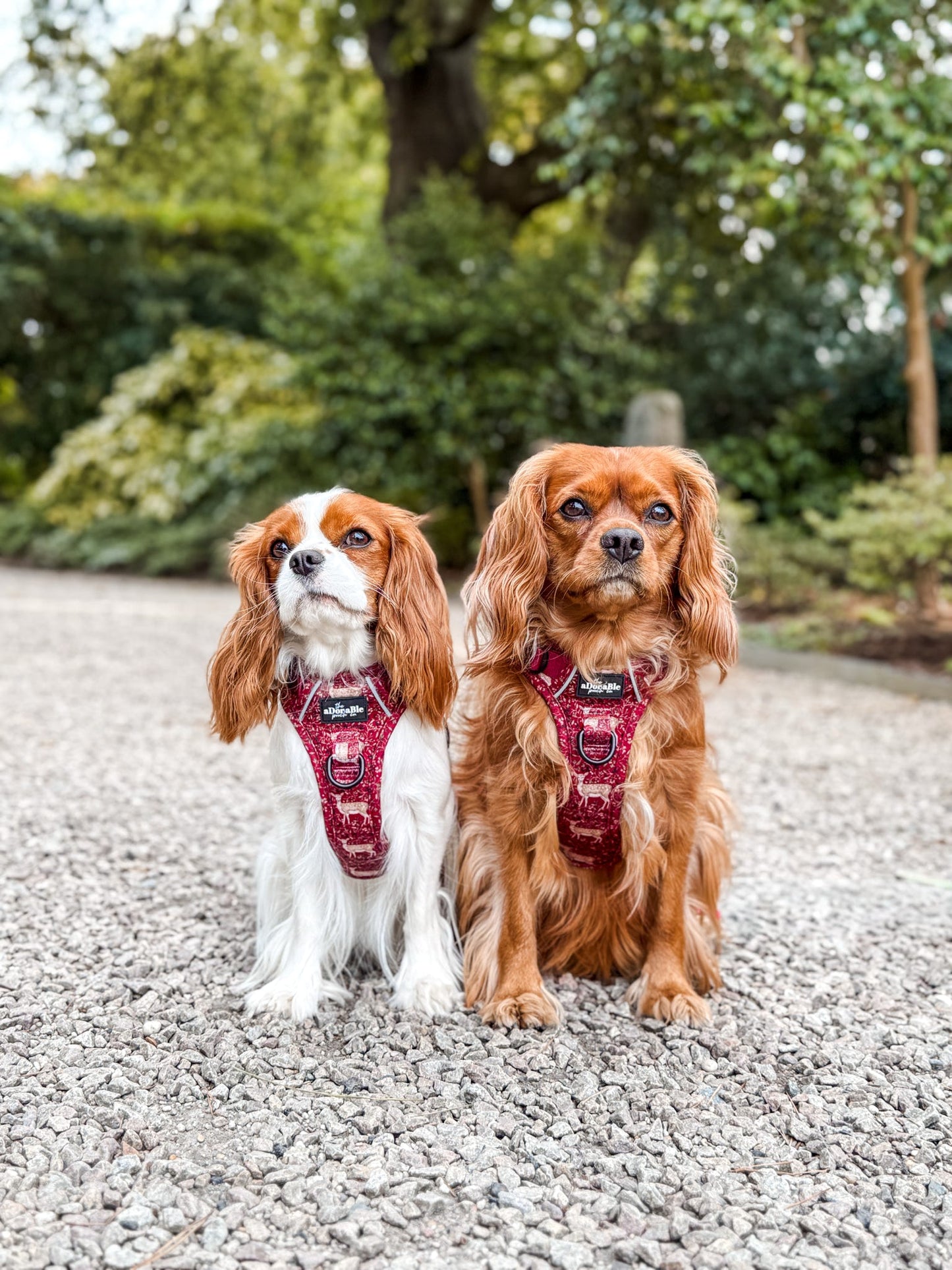 Hike & Go Lite™ Harness - Winter Fawn