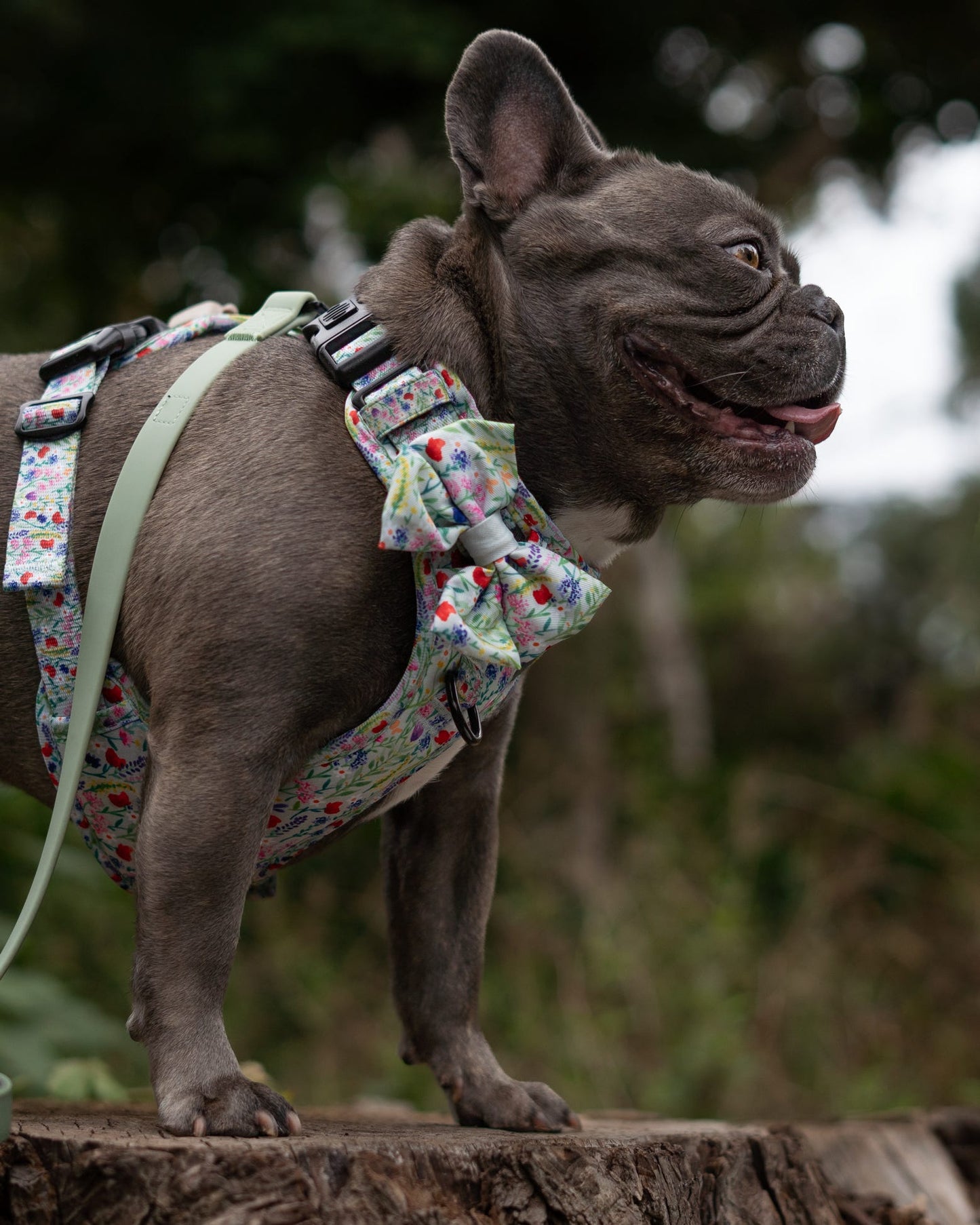 Dog Sailor Bow Tie - Wildflower Meadow