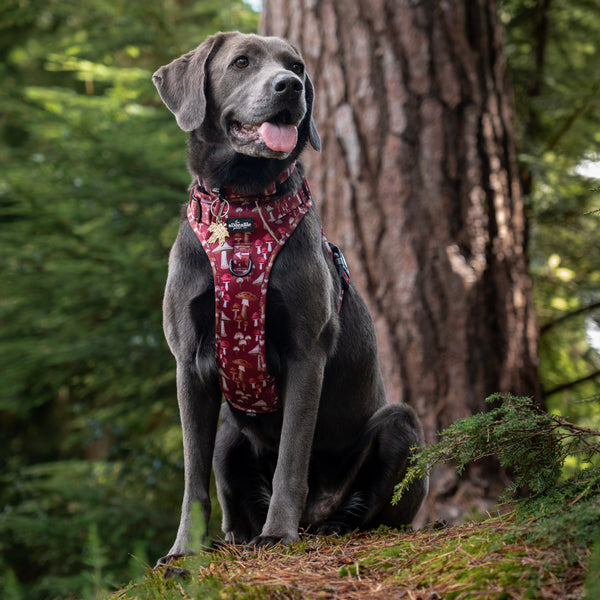 Hike & Go Lite™ Harness - Mulberry Mushrooms