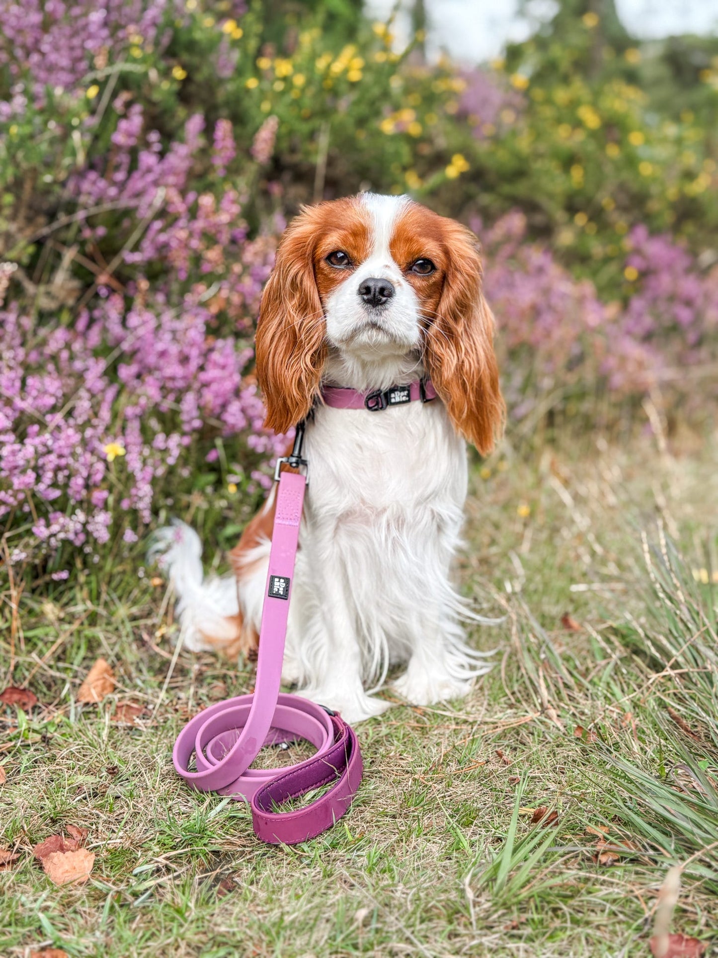 HydroFlex Lite™ Dog Collar - Mauve