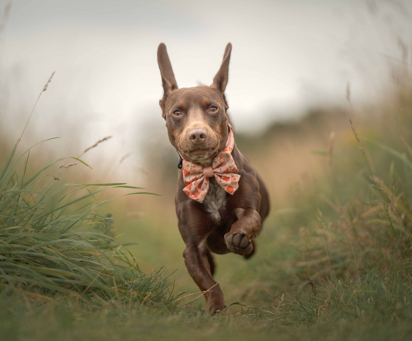 Sailor Bow Tie - Pumpkin Harvest