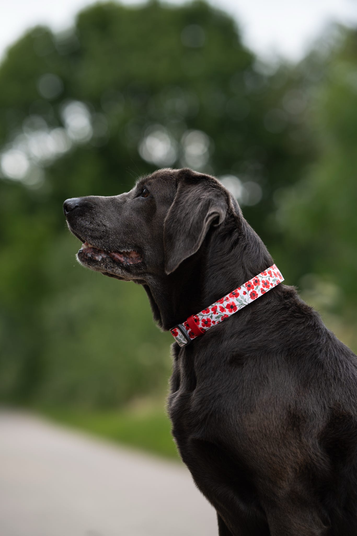 Collar - Painted Poppies