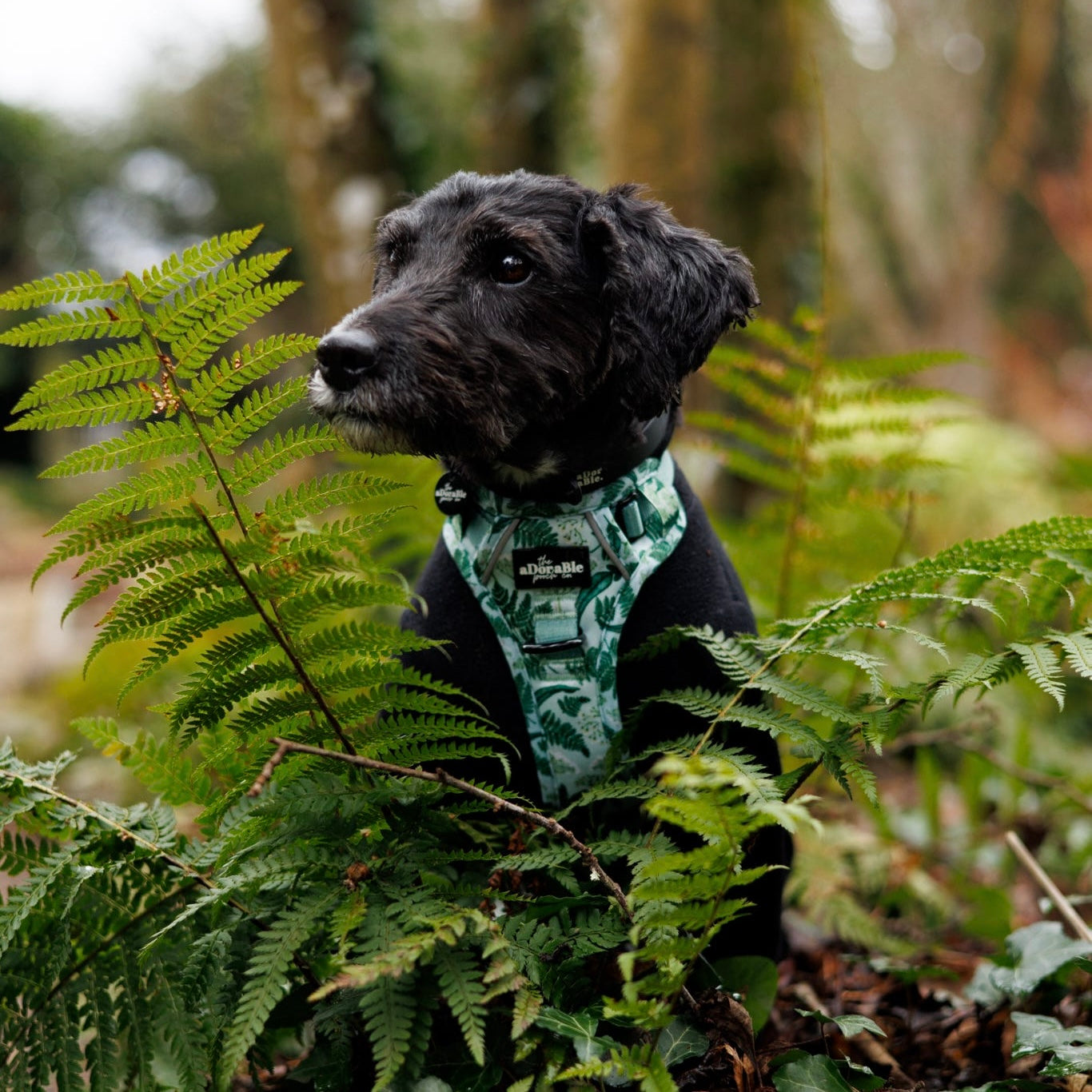 Hike & Go Lite™ Harness - Forest Of Ferns