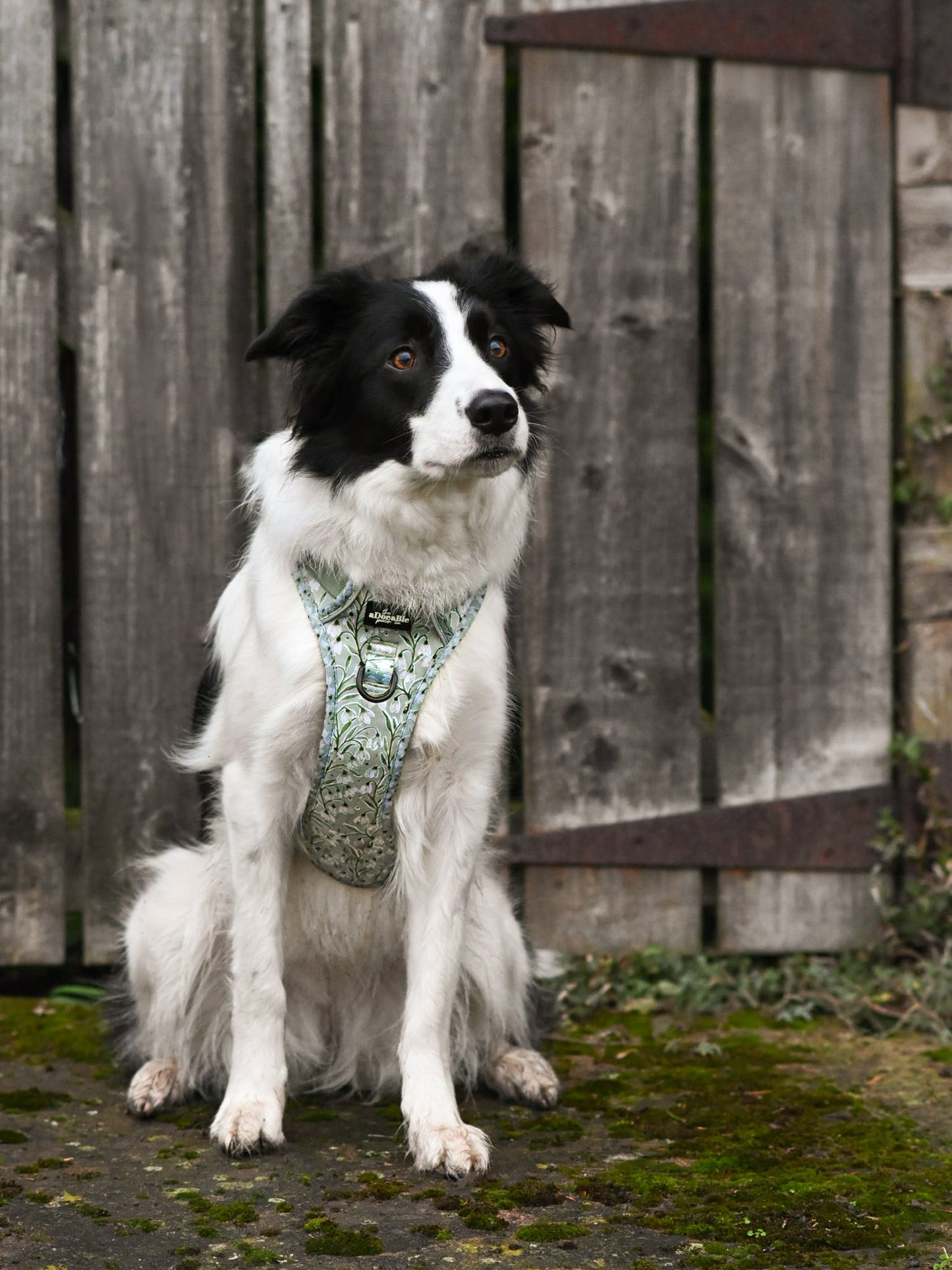 Hike & Go Lite™ Harness - Silent Snowdrops