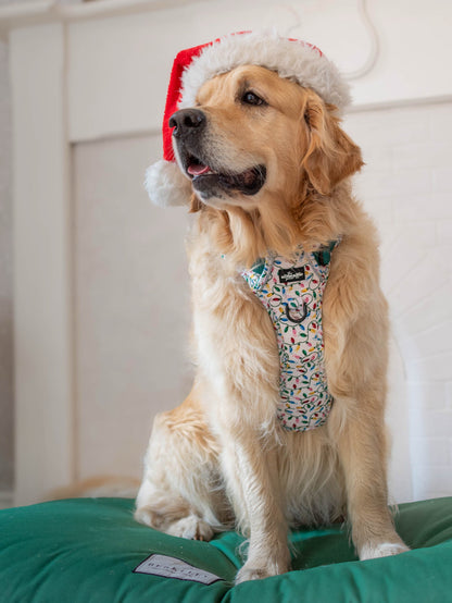 Hike & Go Lite™ Harness - Festive Lights