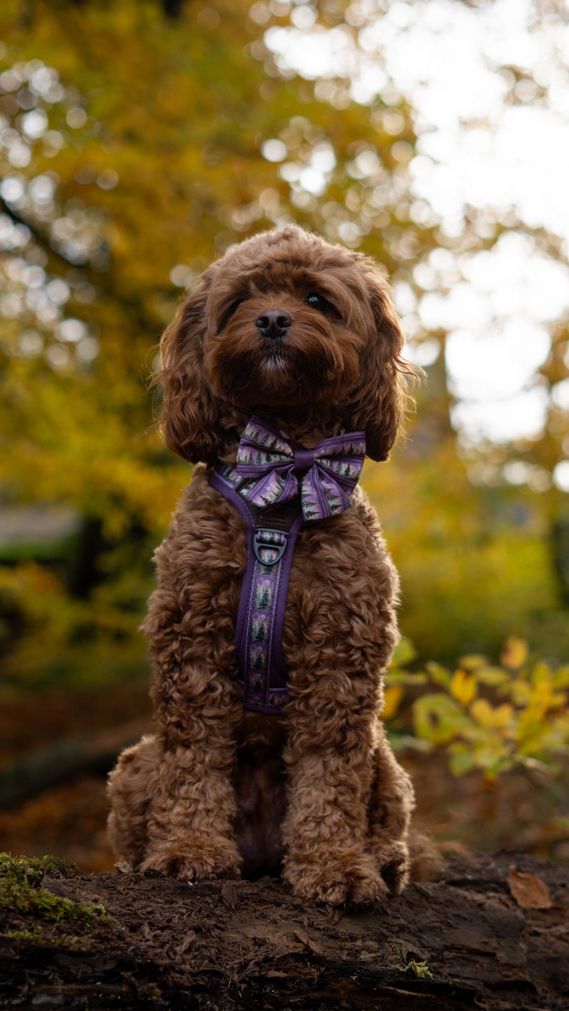 Streamline Pro™ Dog Harness - Moonlit Pines