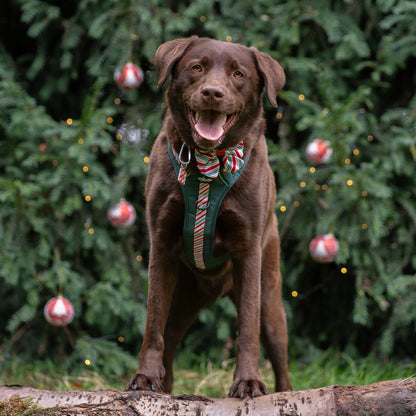 Hike & Go™ Harness - Candy Cane Forest