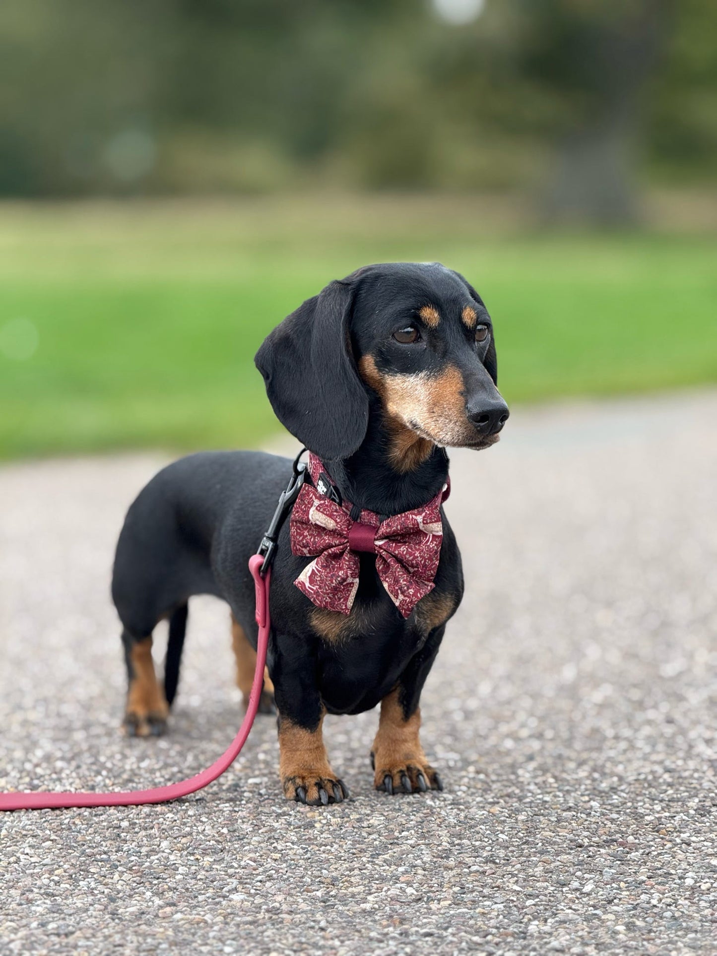 Sailor Bow Tie - Winter Fawn