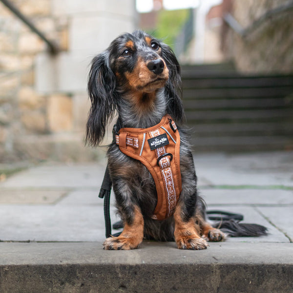 Hike & Go™ Harness - Gingerbread Frosting