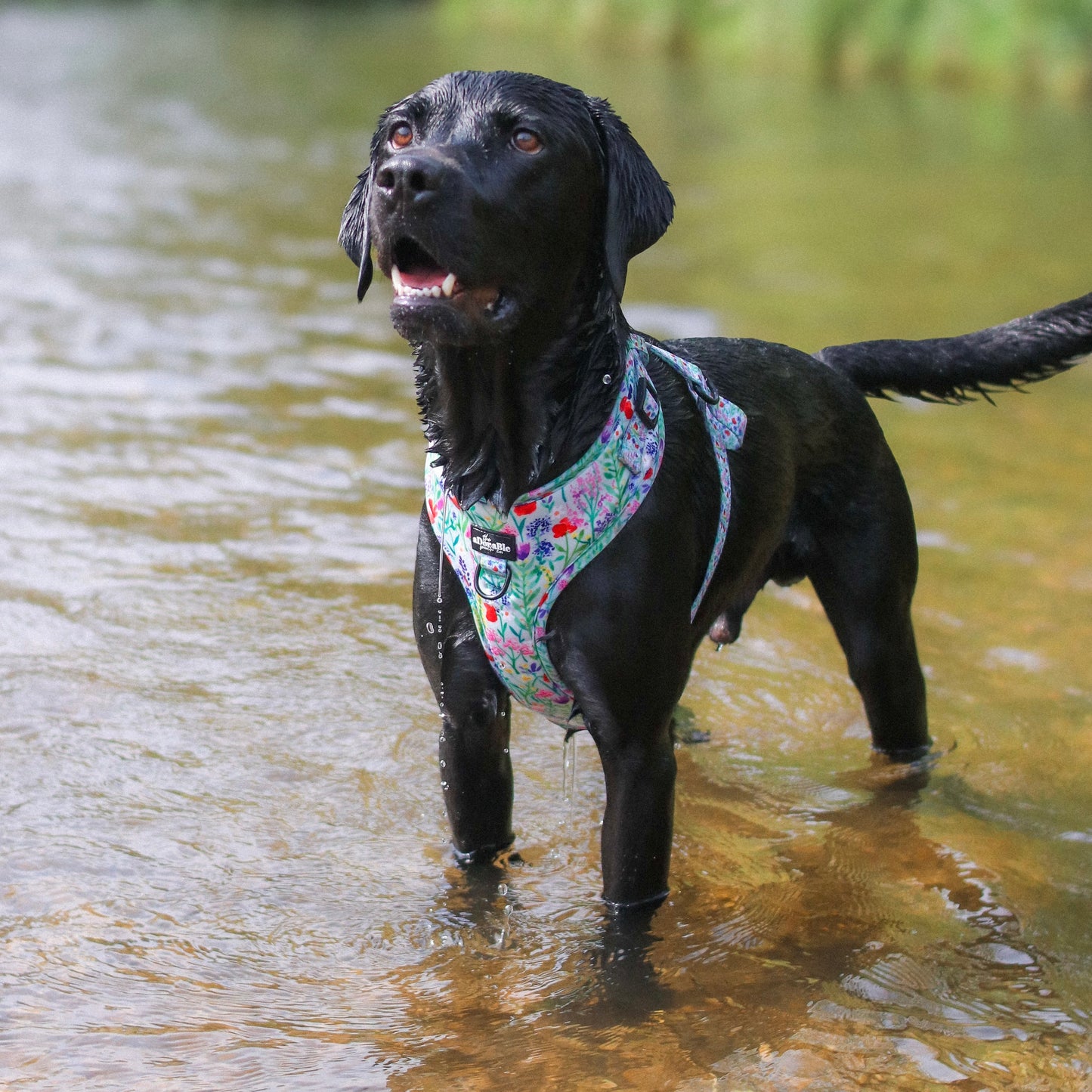 Adjustable Harness - Wildflower Meadow