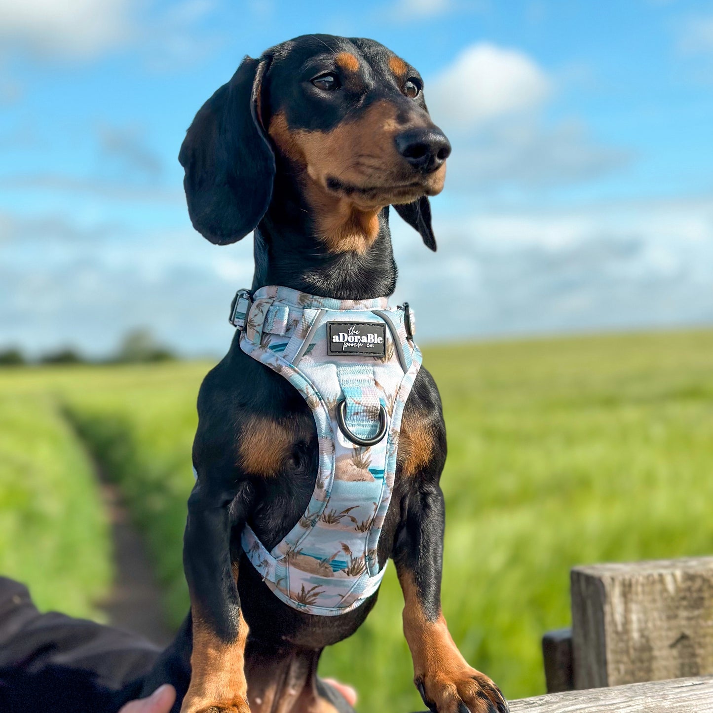 Hike & Go Lite™ Harness - Coastal Beach Grass