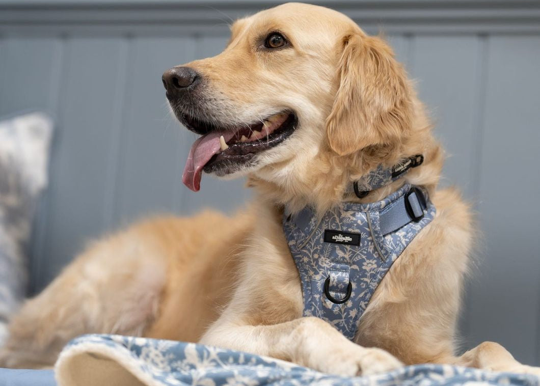 Dog wearing a harness sitting on a cushioned surface with a neutral background