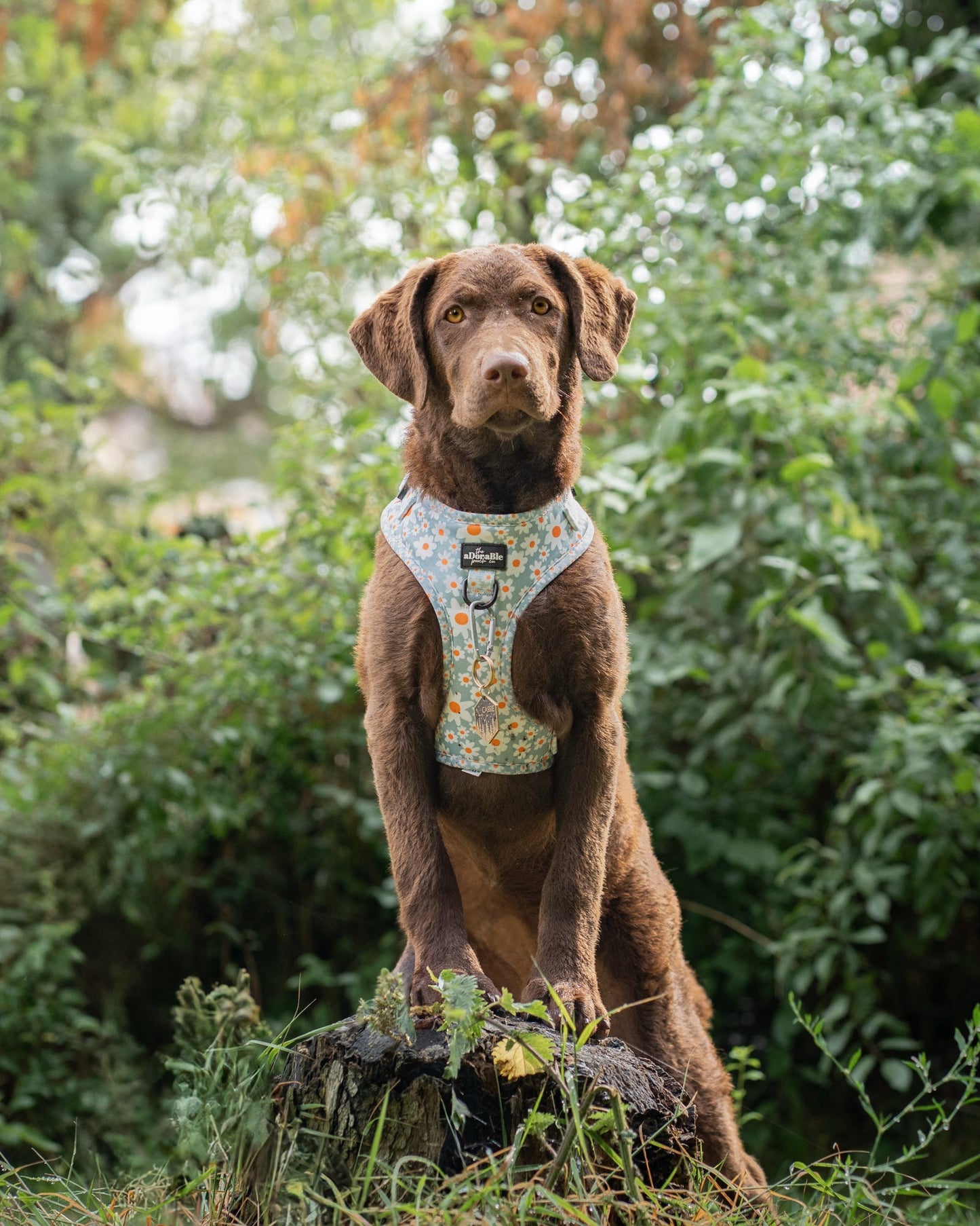 Adjustable Harness - Oopsy Daisy