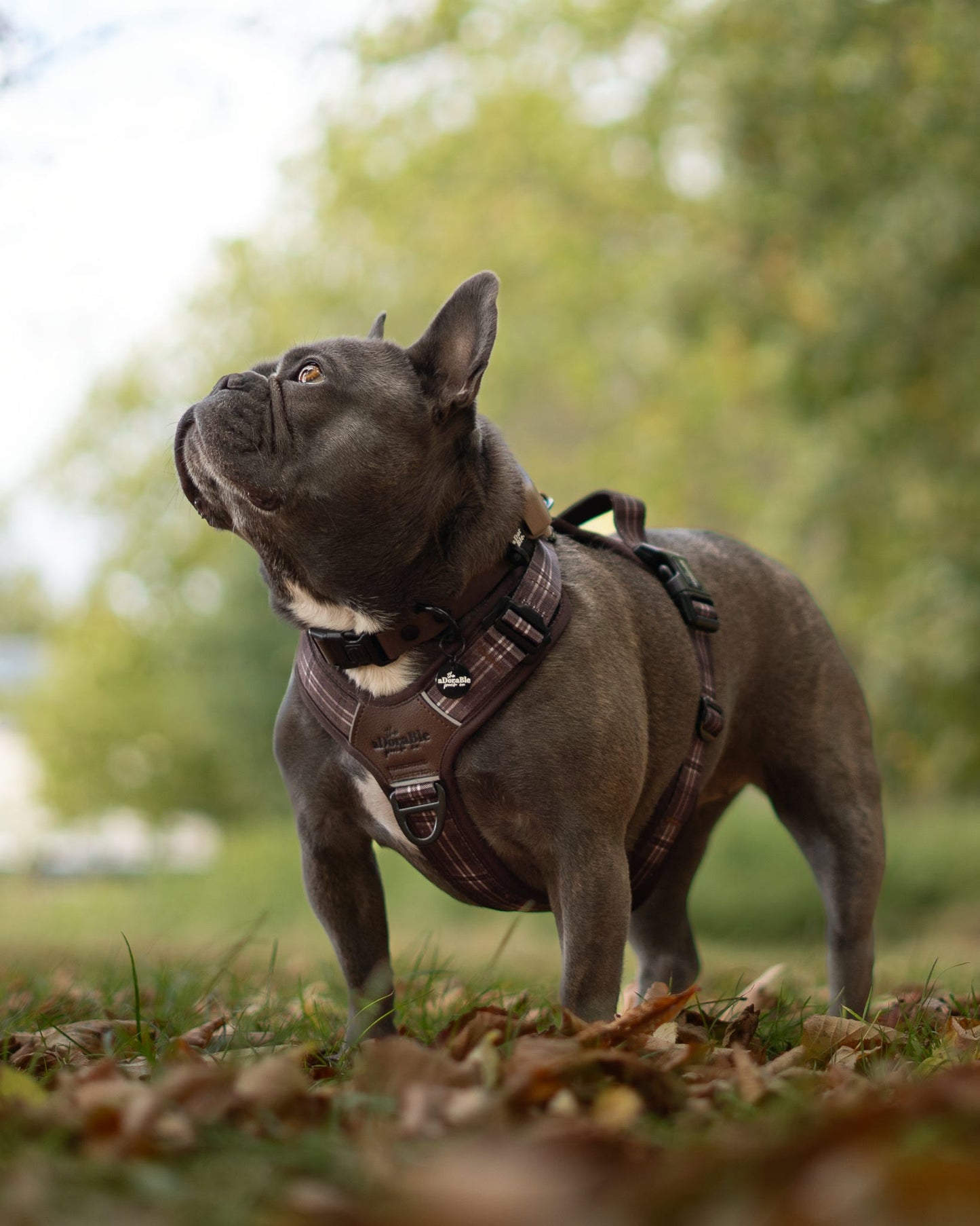 Streamline Pro™ Dog Harness - Heritage Collection - Truffle Brown
