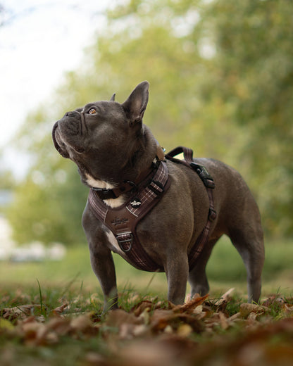 Streamline Pro™ Dog Harness - Heritage Collection - Truffle Brown
