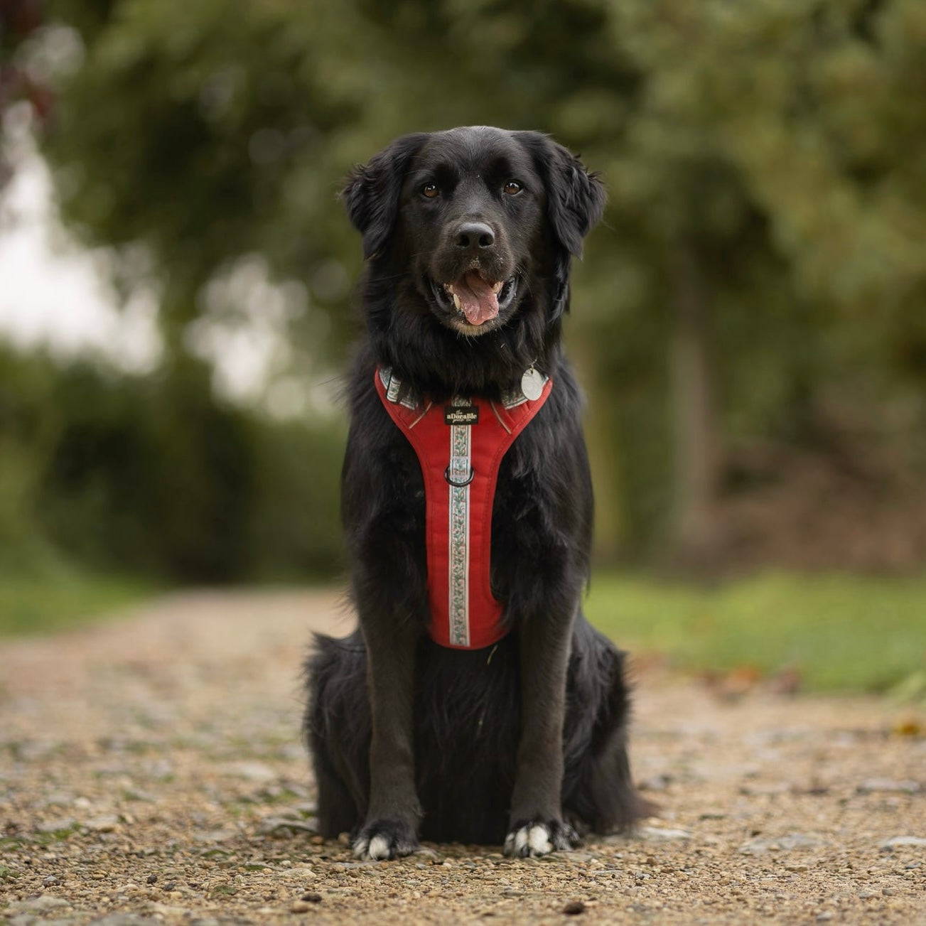 Hike & Go™ Harness - Garlands Of Evergreen