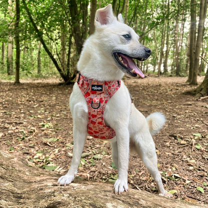 Hike & Go Lite™ Harness - Pumpkin Harvest