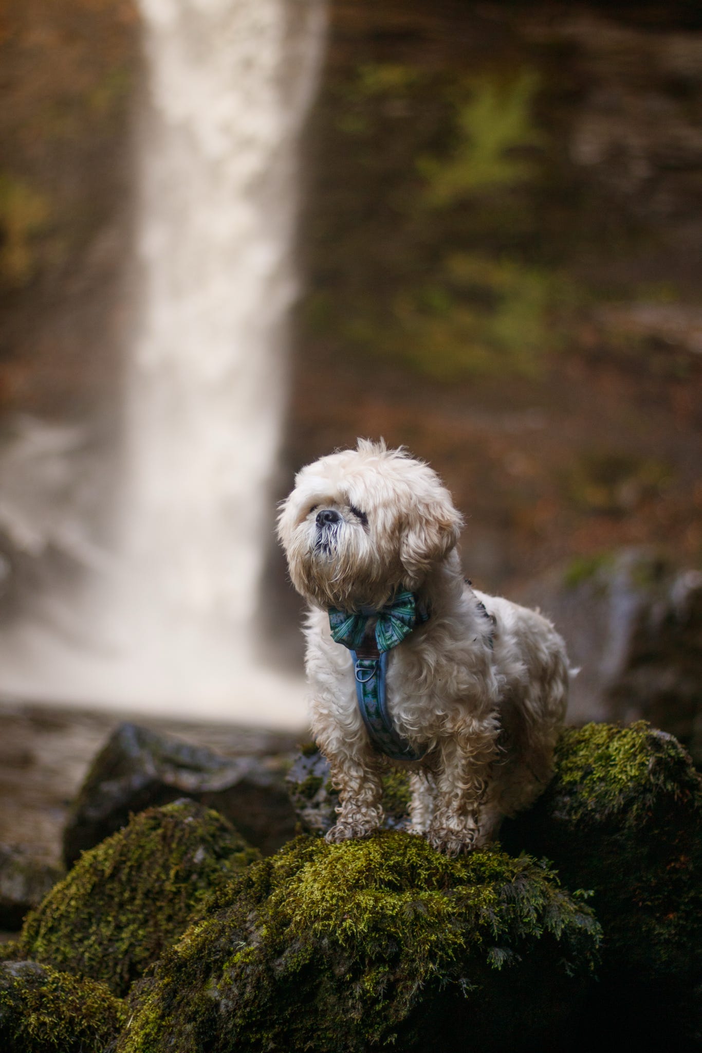 Streamline Pro™ Dog Harness - Daydream Heights