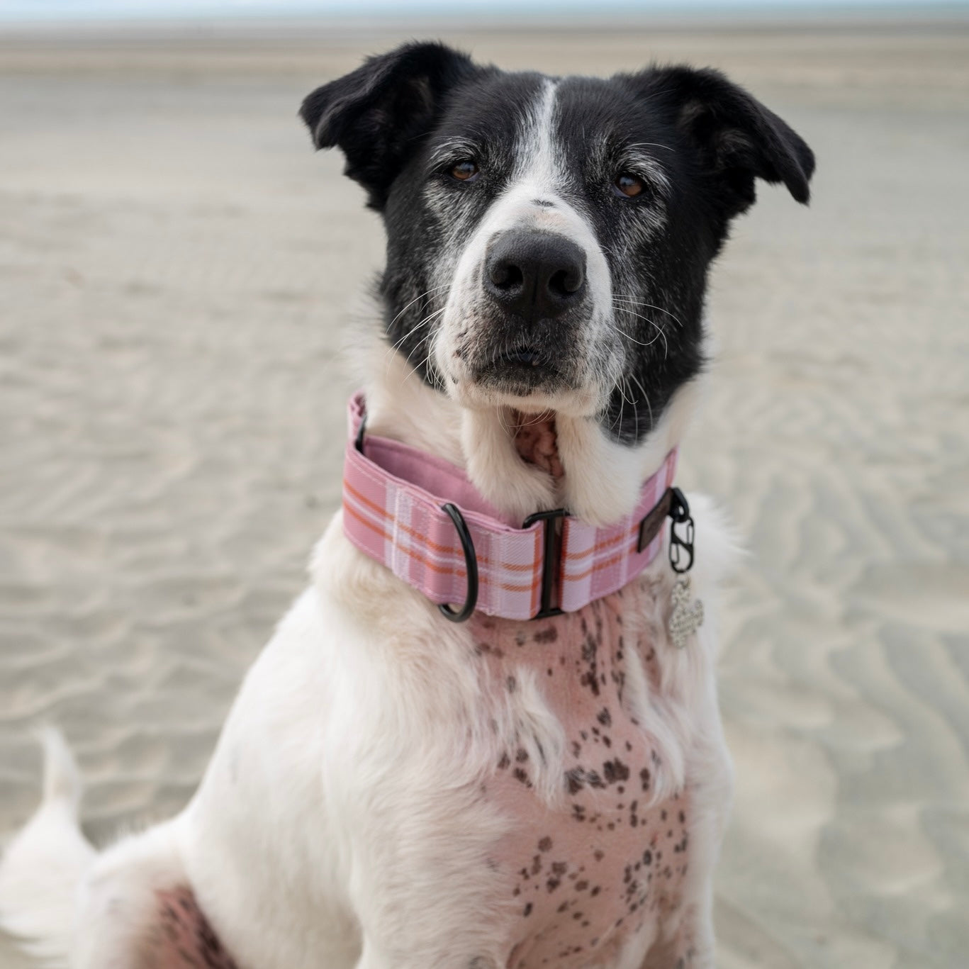 Heritage Martingale Collar - Strawberry Cottage