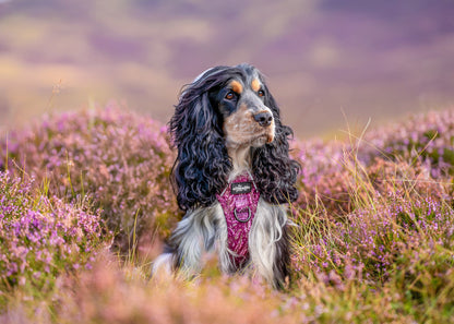 Hike & Go™ Harness - Highland Heather