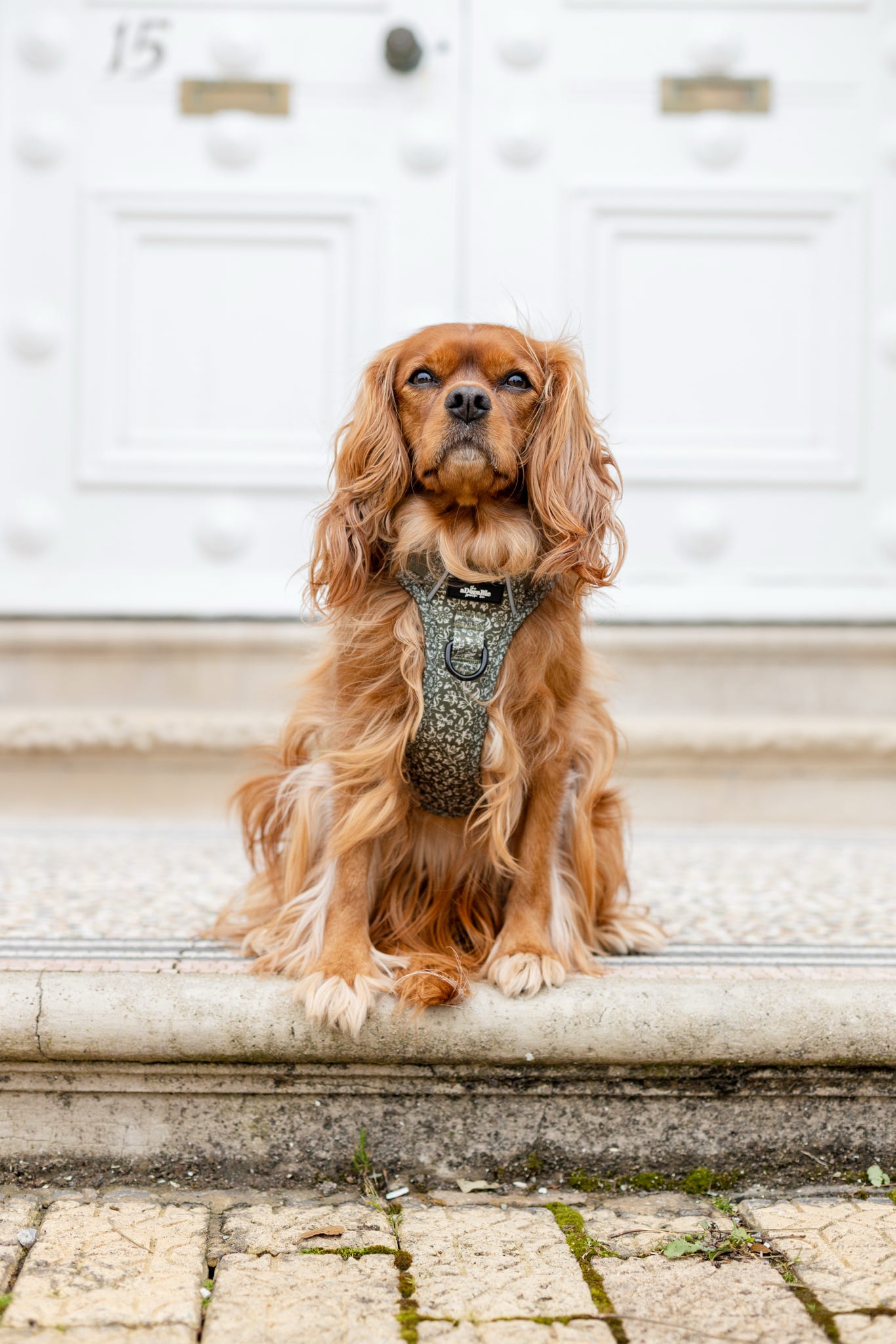 Laura Ashley Dog Harness - Sweet Alyssum