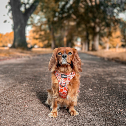 Hike & Go Lite™ Harness - Pumpkin Harvest