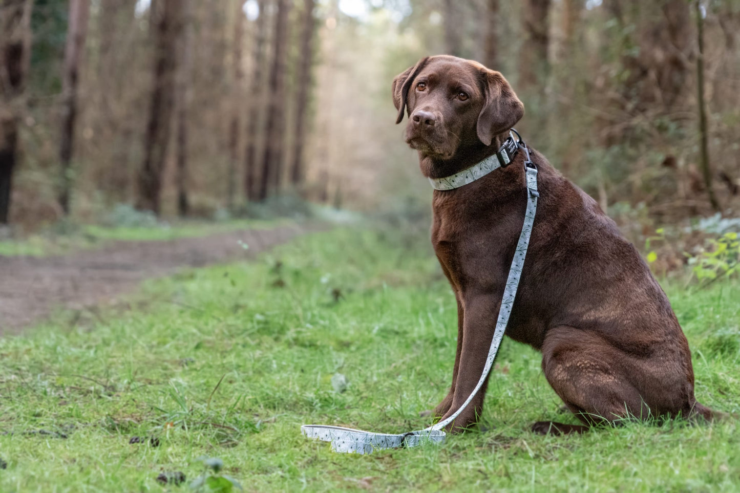 Dog Collar - Silent Snowdrops