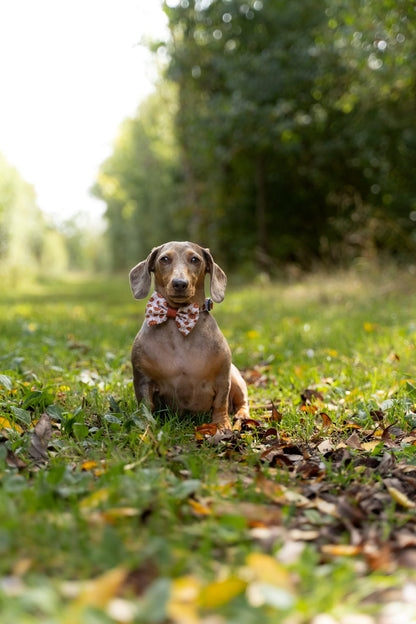Bow Tie - Pumpkin Farm