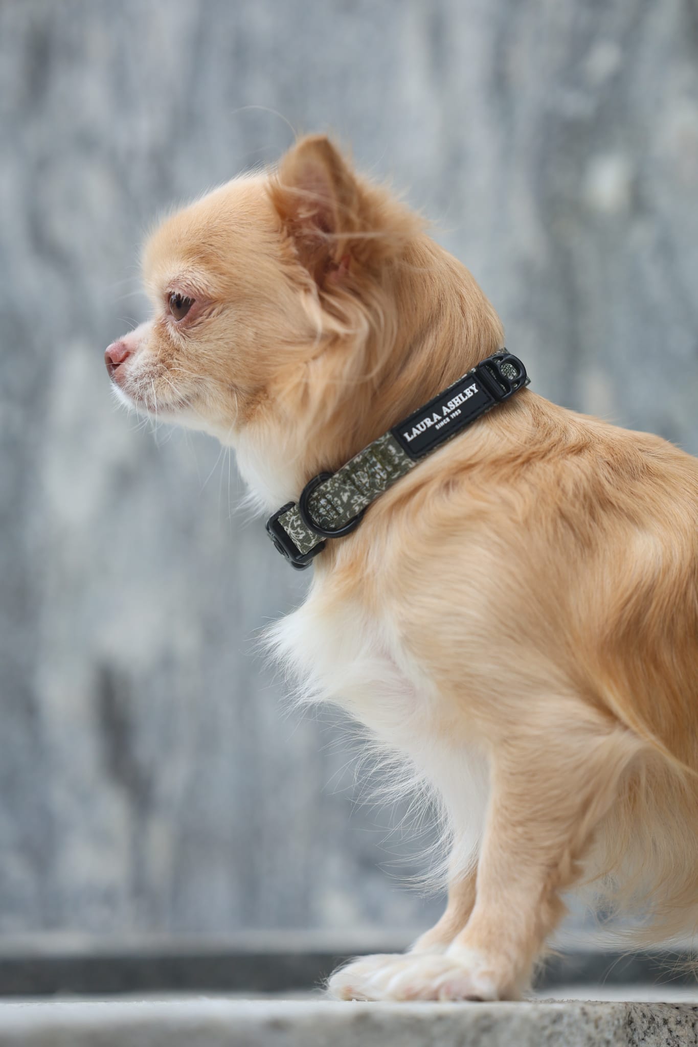 Laura Ashley Dog Collar - Sweet Alyssum