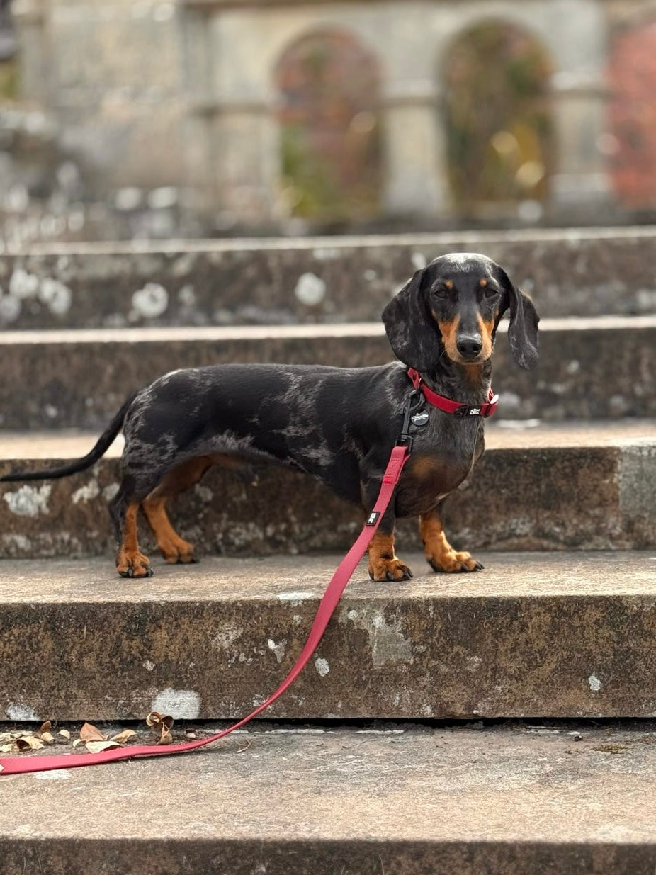 HydroFlex Lite™ Dog Collar - Mulberry