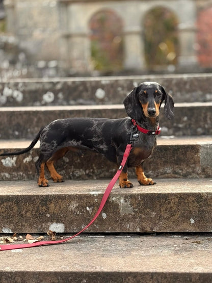 HydroFlex Lite™ Dog Collar - Mulberry