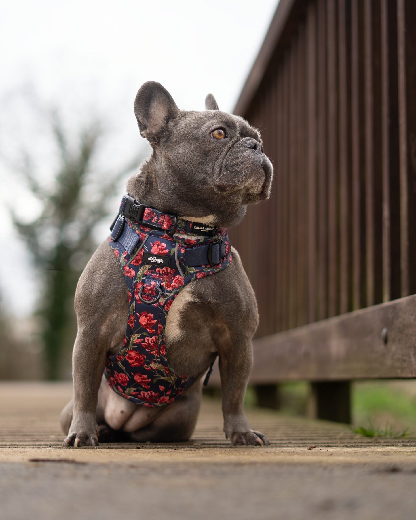 Laura Ashley Dog Harness - Gosford Meadow