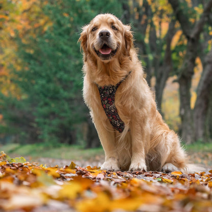 Hike & Go Lite™ Harness - Bramble Berry