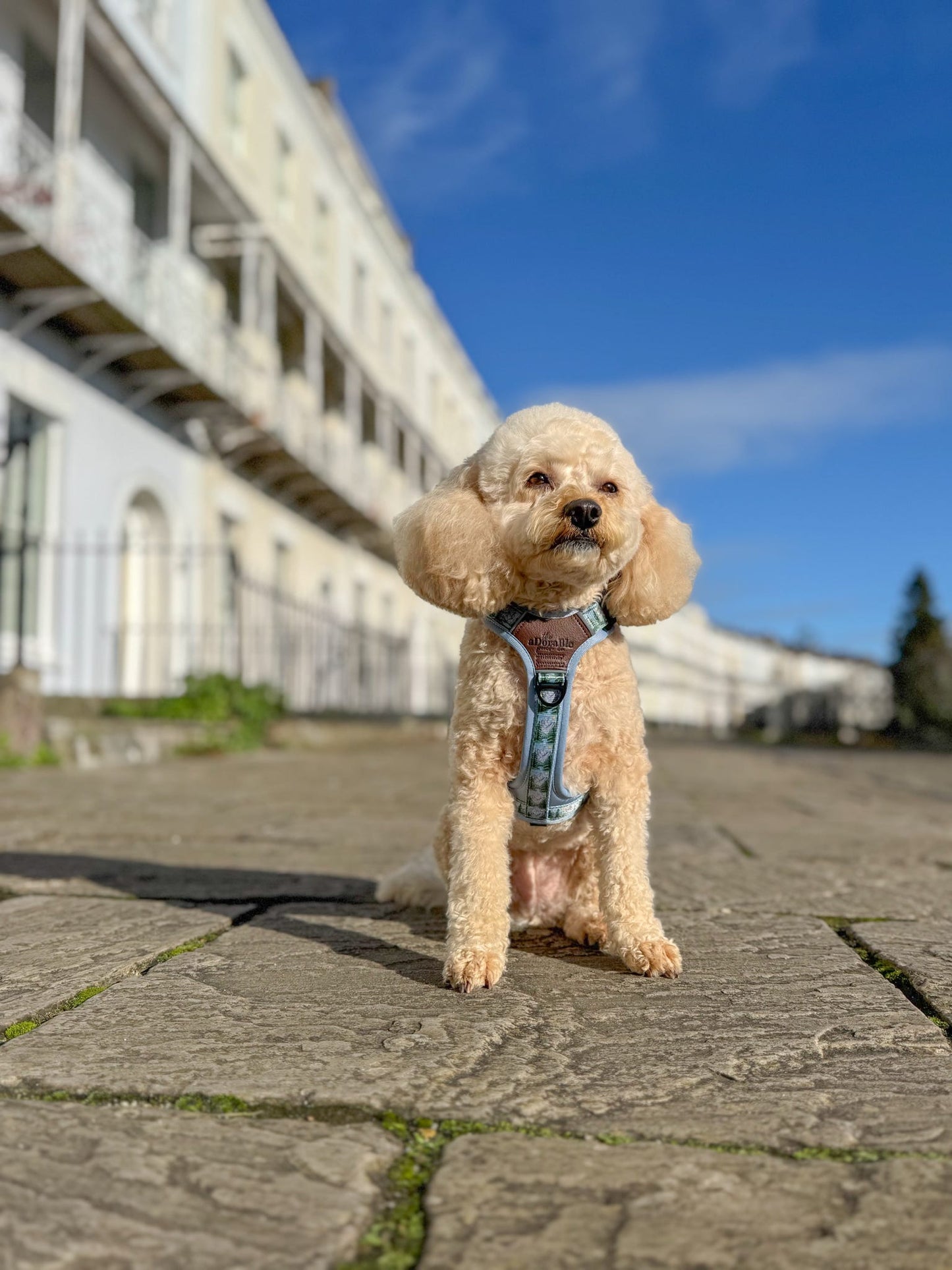 Streamline Pro™ Dog Harness - Daydream Heights