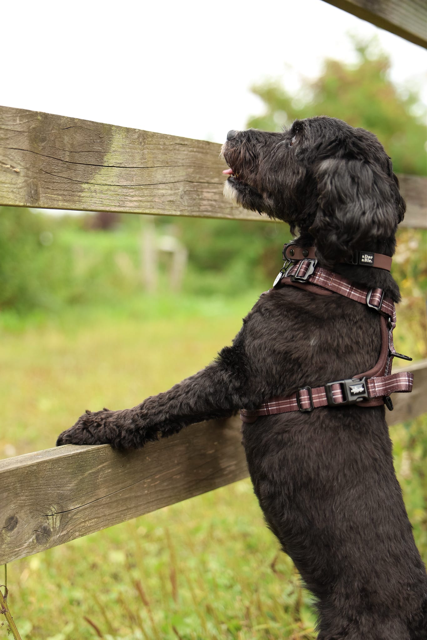 Streamline Pro™ Dog Harness - Heritage Collection - Truffle Brown