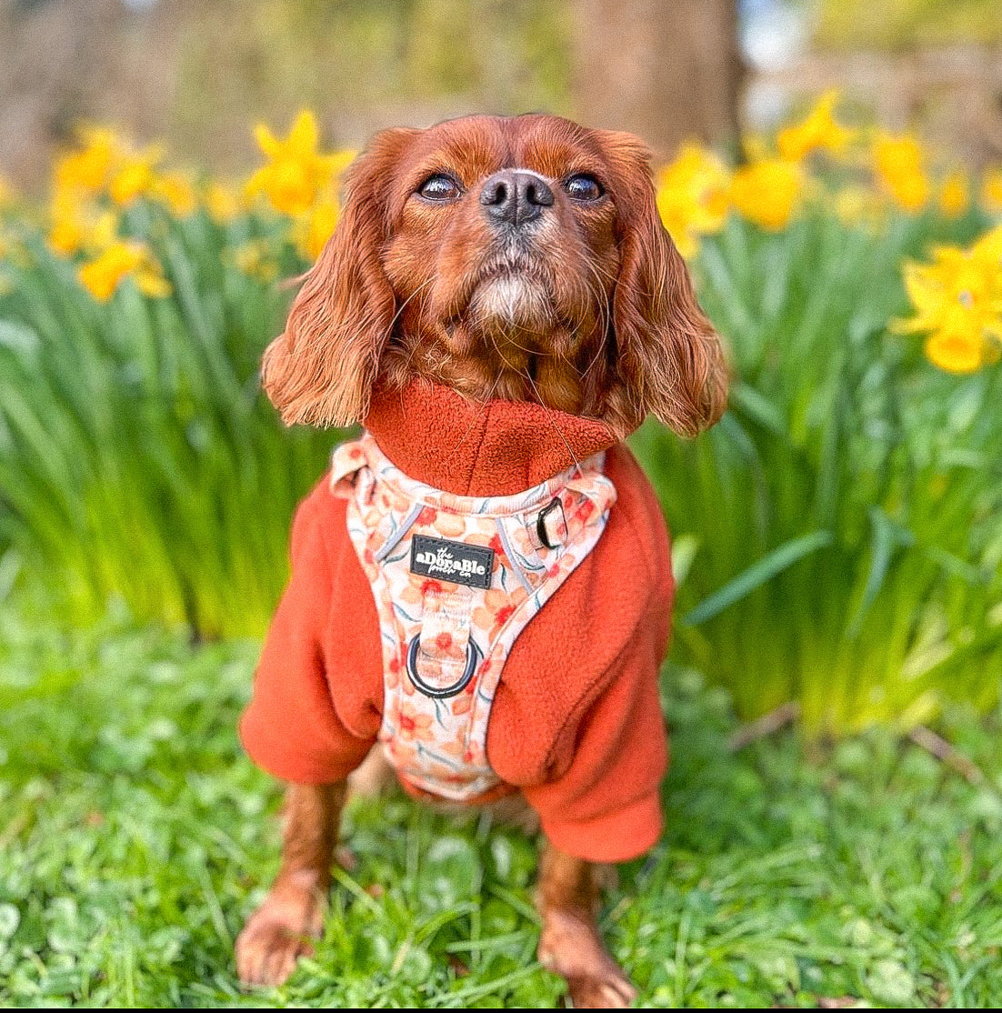 Hike & Go Lite™ Harness - Delicate Daffodils