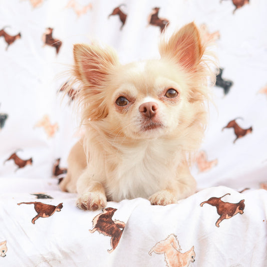Extra Large Dog Breed Blanket - Chihuahua