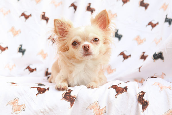 Supersize Soft Blanket - Watercolour Chihuahuas