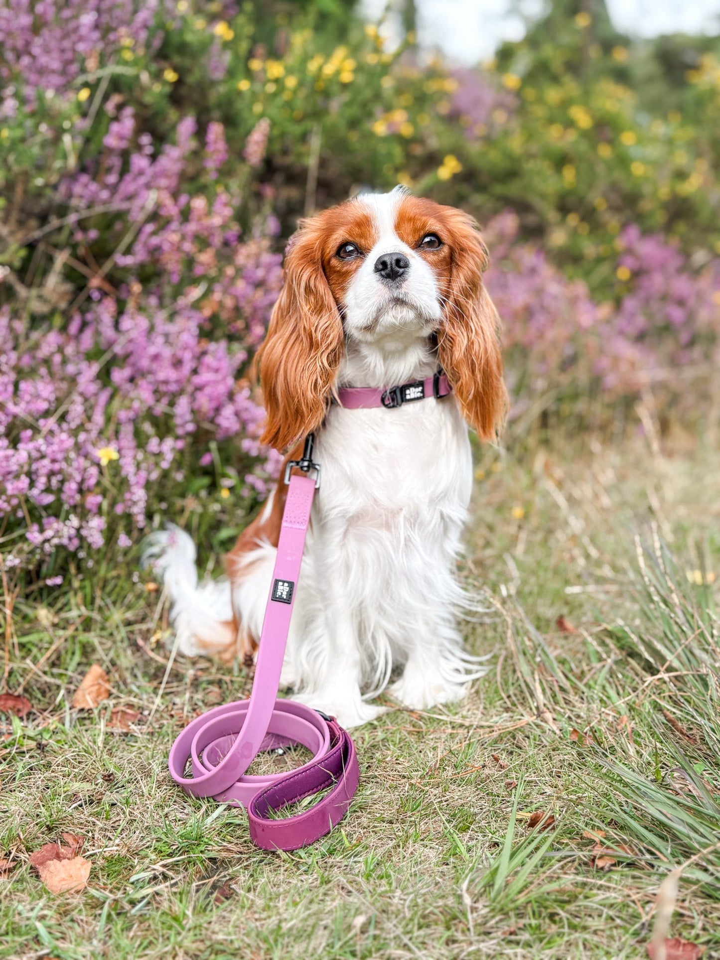 HydroFlex Lite™ Dog Collar - Mauve