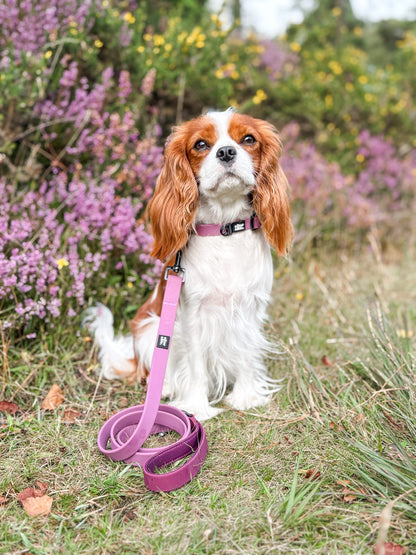 HydroFlex Lite™ Dog Collar - Mauve