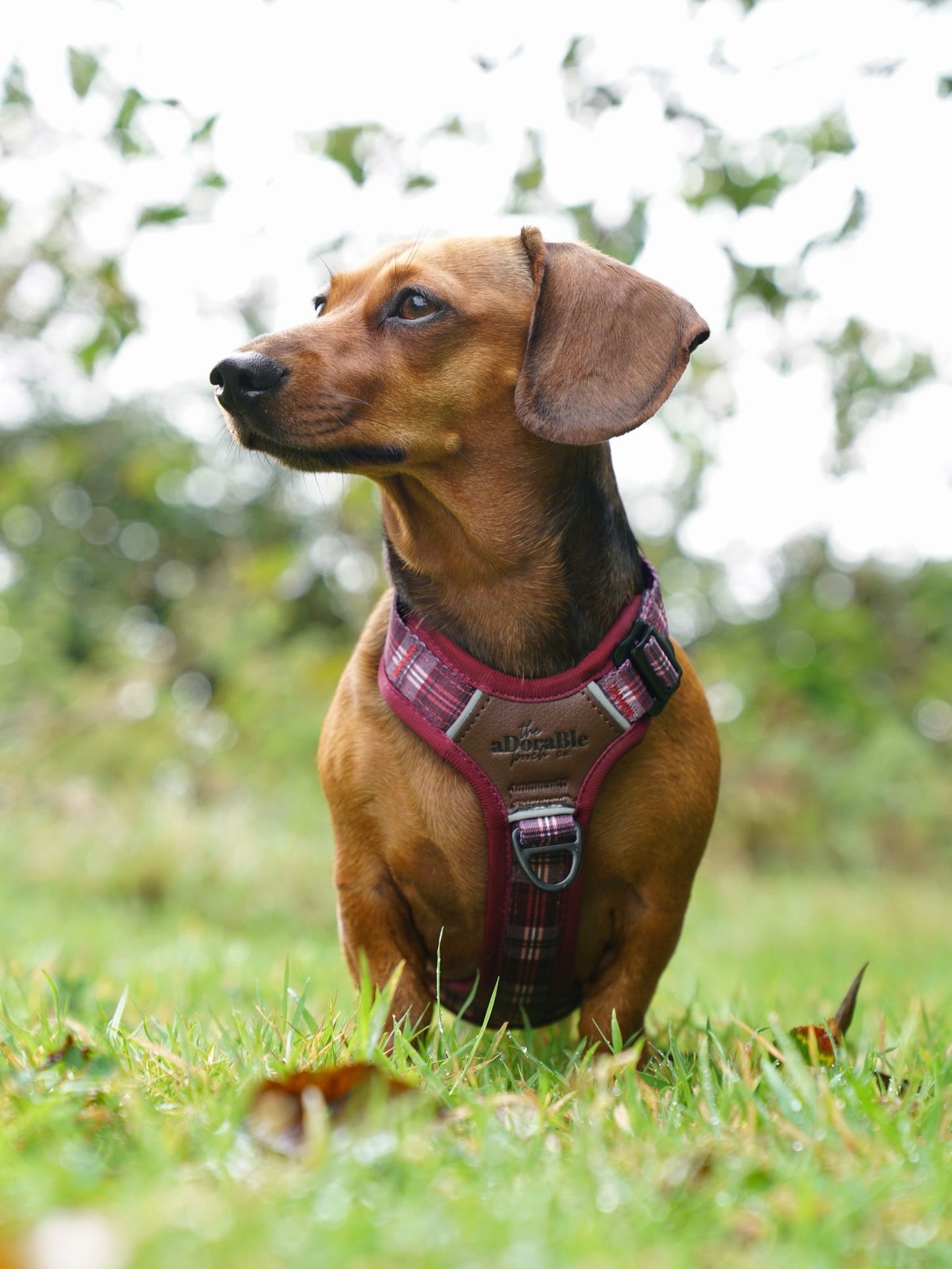 Streamline Pro™ Dog Harness - Heritage Collection - Merlot Manor