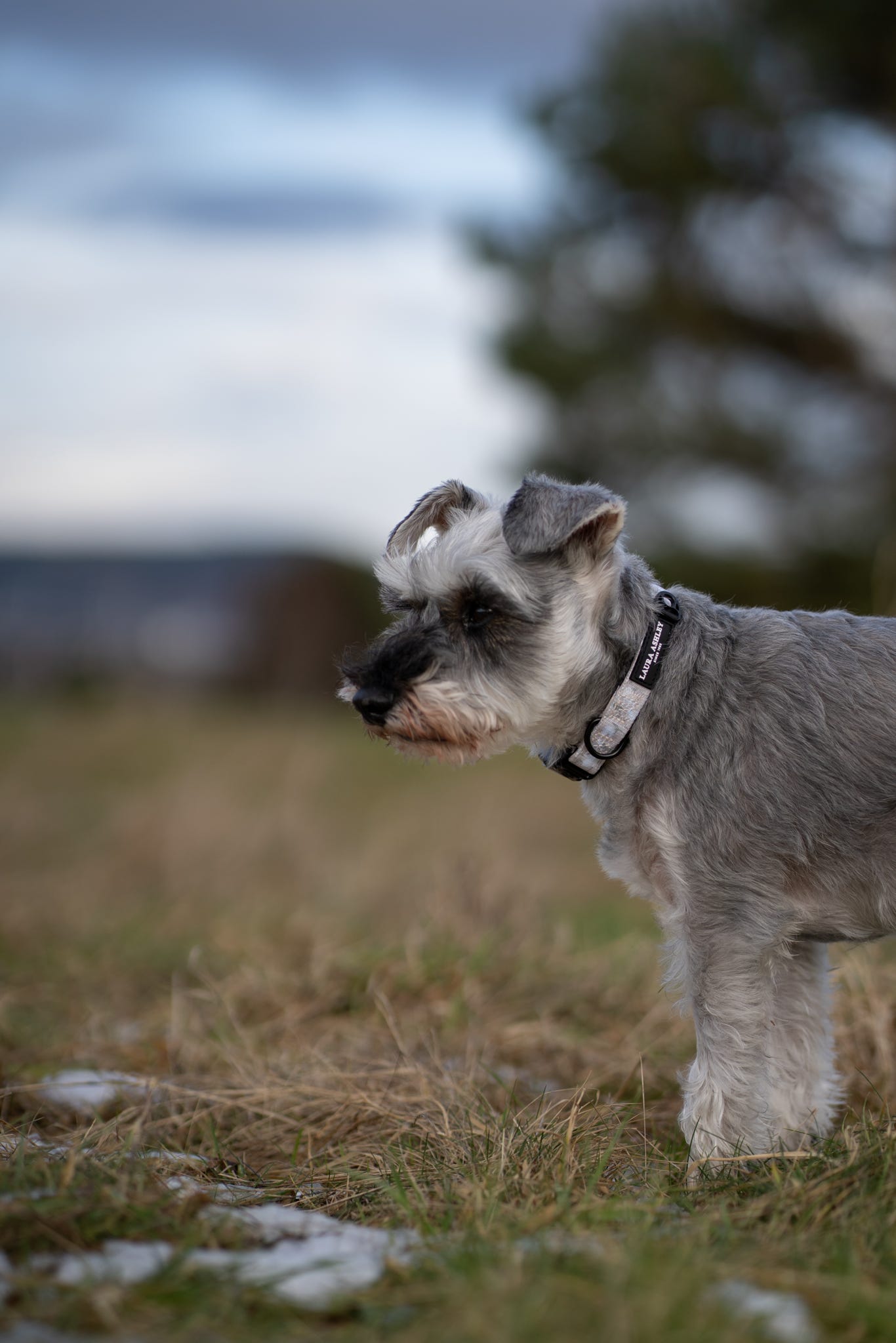 Laura Ashley Dog Collar - Magnolia Grove