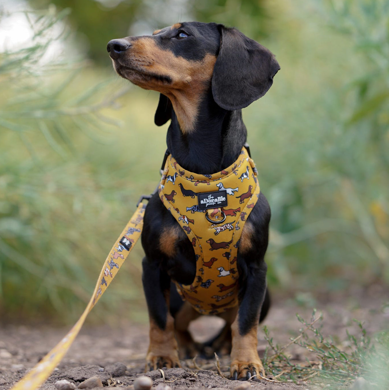 Adjustable Harness - Dashing Dachshunds