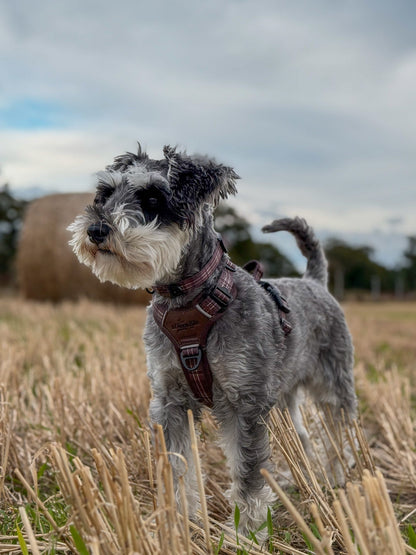 Streamline Pro™ Dog Harness - Heritage Collection - Truffle Brown
